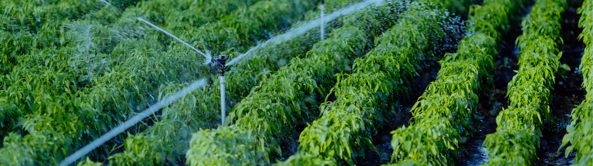 irrigation system in garden